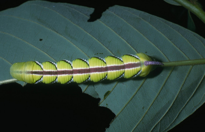 Fig. 18 Dorsal entero <i>Manduca albiplaga</i></i> (Sphingidae), alimentándose en <i>Annona rensoniana</i></i> (Annonaceae), Sector Cacao, Quebrada Heliconia, (elevación 1150 metros). Colectada 29 Junio 2004 (04-SRNP-46768-DHJ85662.jpg).