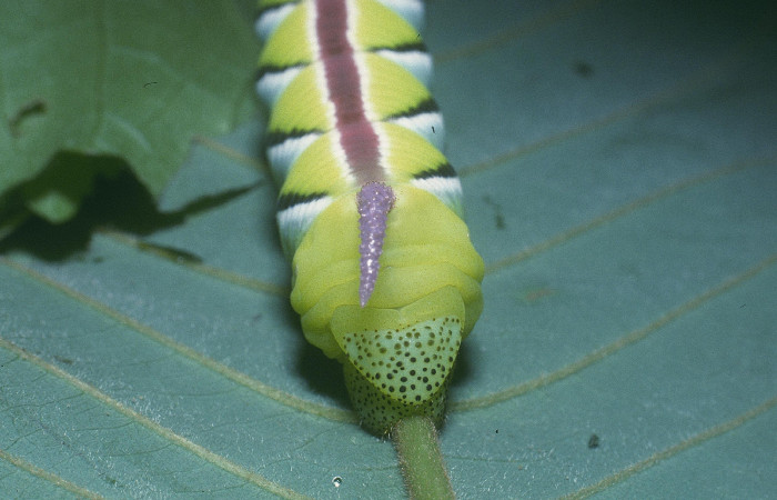 Figura 10. Larva en último estadio <i>Manduca albiplaga</i></i>, (Sphingidae), posición lateral tórax sobre la vena central de la planta <i>Annona rensoniana</i></i> (Annonaceae). Sector Cacao, Quebrada Heliconia, (elevación 390 metros). 29 junio 2004. (04-SRNP-46768-DHJ85668.jpg).
