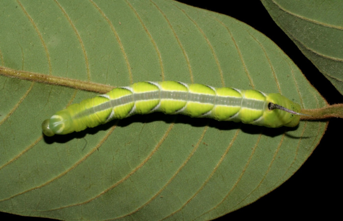 Figura 3. Larva en cuarto estadio <i>Manduca albiplaga</i></i>, (Sphingidae), posición dorsal Sector alimentándose en <i>Annona rensoniana</i></i> (Annonaceae).Mundo Nuevo, Vado Zanja Tapada, (elevación 550 metros). 1 junio 2005. (05-SRNP-56549-DHJ408302.jpg).