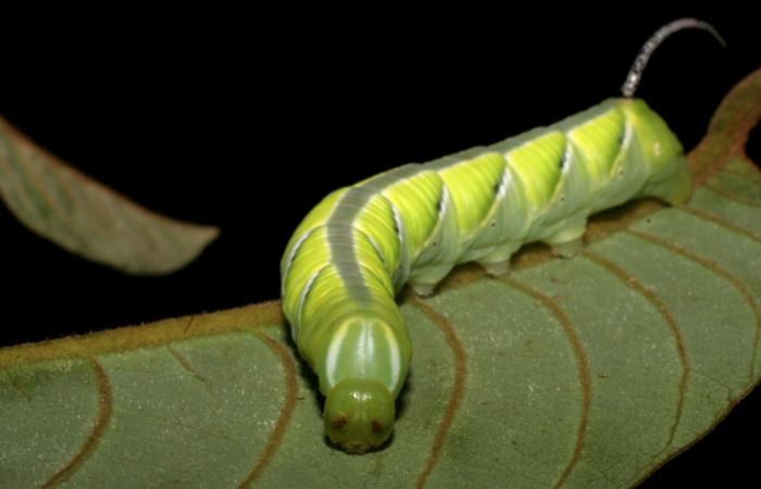 Figura 5. Larva en cuarto estadio <i>Manduca albiplaga</i></i>, (Sphingidae), posición cabeza alimentándose <i>Annona rensoniana</i></i> (Annonaceae).Sector Mundo Nuevo, Vado Zanja Tapada, (elevación 550 metros). 1 junio 2005. (05-SRNP-56549-DHJ408309.jpg).