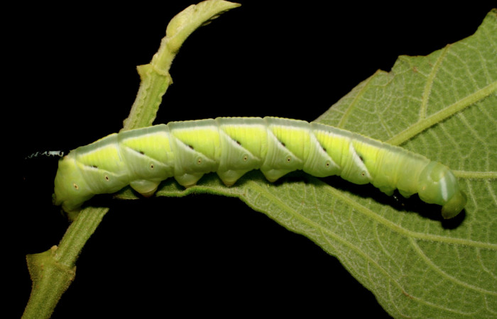 Figura 4. Larva en cuarto estadio <i>Manduca albiplaga</i></i>, (Sphingidae), posición lateral alimentándose en <i>Cornutia grandifolia</i></i> (Lamiaceae). Sector Cacao, Rancho Harold, (elevación 820 metros). 28 junio 2006. (06-SRNP-45784-DHJ414935.jpg).