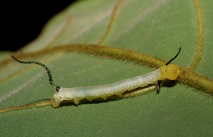 Figura 1. Larva en segundo estadio <i>Manduca albiplaga</i></i>, (Sphingidae), posición dorsal alimentándose en <i>Annona rensoniana</i></i> (Annonaceae).Sector San Cristóbal, Sendero Carmona, (elevación 670 metros). 16 mayo 2007. (07-SRNP-2254-DHJ421173.jpg).