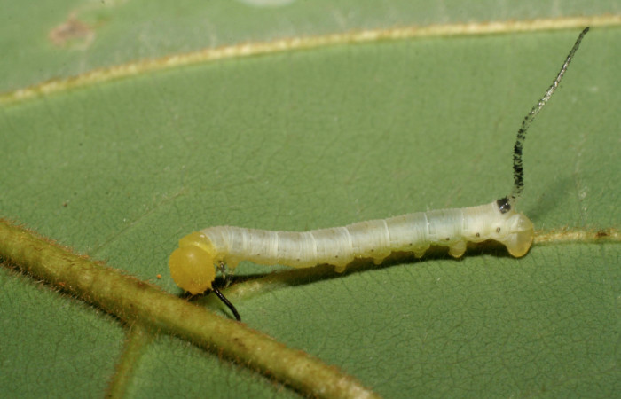 Figura 2. Larva en segundo estadio <i>Manduca albiplaga</i></i>, (Sphingidae), posición lateral alimentándose en <i>Annona rensoniana</i></i> (Annonaceae).Sector San Cristóbal, Sendero Carmona, (elevación 670 metros). 16 mayo 2007. (07-SRNP-2254-DHJ421173.jpg).