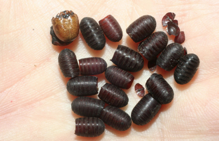 Figura 13. Puparios de parásitos <i>Leschenautia</i></i> Wood30DHJ02 (Tachinidae), de la larva <i>Manduca albiplaga</i></i>, (Sphingidae), Sector Mundo Nuevo, Punta Plancha, (elevación 420 metros). 12 junio 2007. (07-SRNP-57237-DHJ461982.jpg).