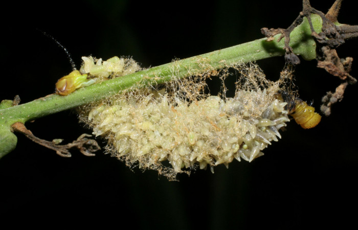 Figura 12. Parásitos <i>Euplectrus testaceipes</i></i> (Eulophidae), sobre la larva <i>Manduca albiplaga</i></i>, (Sphingidae), Sector Santa Rosa, Cafetal, (elevación 280 metros). 30 octubre 2008. (08-SRNP-16396-DHJ445118.jpg).