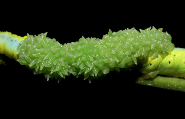 Figura 11. Parásitos <i>Euplectrus testaceipes</i></i> (Eulophidae), sobre la larva <i>Manduca albiplaga</i></i>, (Sphingidae), posición dorsal Sector Santa Rosa, Cafetal, (elevación 280 metros). 30 octubre 2008. (08-SRNP-16396-DHJ445163.jpg).