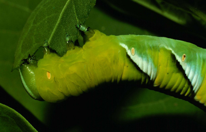 Figura 9. Larva en último estadio <i>Manduca albiplaga</i></i>, (Sphingidae), posición lateral torax alimentándose de la hoja de <i>Aegiphila martinicensis</i></i> (Lamiaceae). Sector Santa Rosa, Bosque Humedo, (elevación 290 metros). 13 junio 1993. (93-SRNP-2187-DHJ26172.jpg).