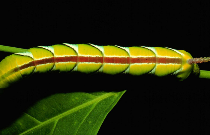 Figura 6. Larva en último estadio <i>Manduca albiplaga</i></i>, (Sphingidae), posición dorsal alimentándose en <i>Aegiphila martinicensis</i></i> (Lamiaceae)  Sector Santa Rosa, Bosque Humedo, (elevación 290 metros). 13 junio 1993. (93-SRNP-2187-DHJ26173.jpg).