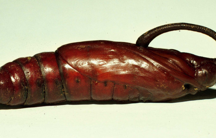Figura 19. Pupa <i>Manduca pellenia</i></i>, (Sphingidae), Sector Del Oro, Sendero Puertas, (elevación 400 metros). 11 julio 1998. (98-SRNP-3216-DHJ44702.jpg).