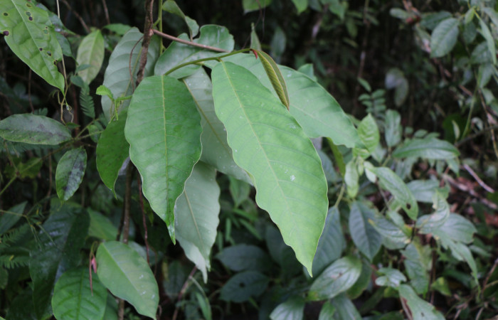 Figura 22. Planta hospedera de larva <i>Manduca albiplaga</i></i>, (Sphindae), <i> Annona rensoniana</i></i>, (Annonaceae), posición hojas. Foto Anabelle Córdoba, 23 Octubre 2019.