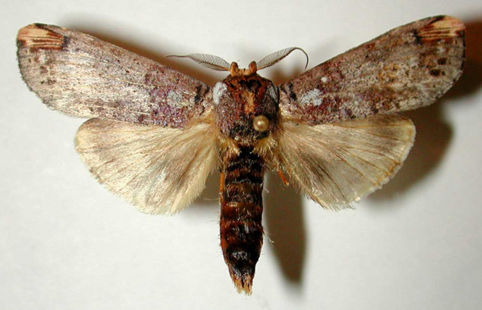 Figura 16. Macho de <i>Navarcostes vernieri</i></i> (Notodontidae) posición dorsal. Voucher 01-SRNP-2090-DHJ33024.jpg.