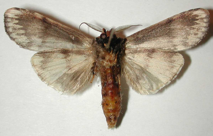 Figura 17. Macho de <i>Navarcostes vernieri</i></i> (Notodontidae) posición Ventral. Voucher 01-SRNP-2090-DHJ33025.jpg.