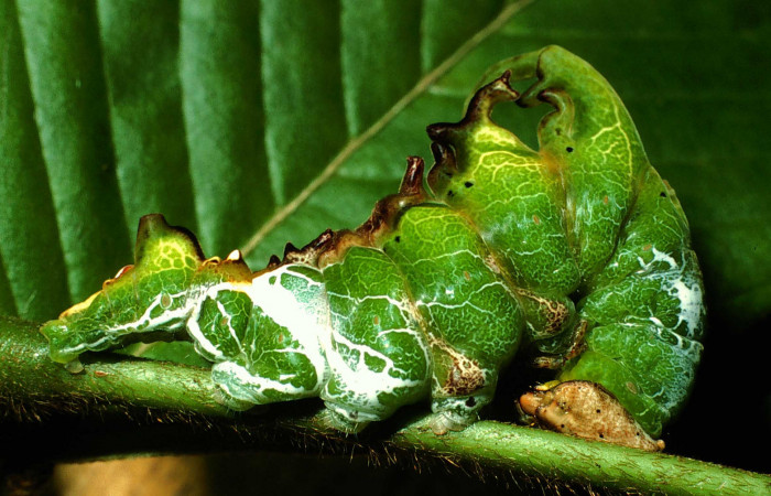 Figura 8. <i>Navarcostes vernieri</i></i> (Notodontidae) último estadio, posición lateral. Sector San Cristóbal, Sendero Huerta. 01-SRNP-2090-DHJ58011.jpg.