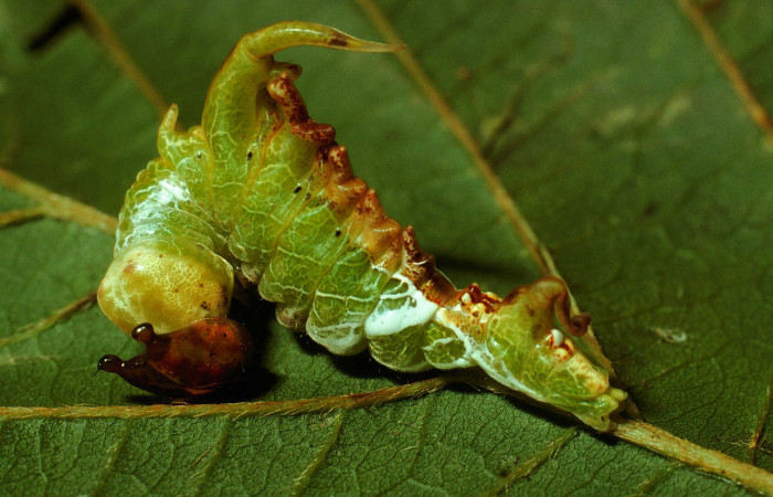 Figura 6. <i>Navarcostes vernieri</i></i> (Notodontidae) tercer estadio, posición lateral. Sector San Cristóbal, Sendero Huerta. Voucher 01-SRNP-2090-DHJ62511.jpg.