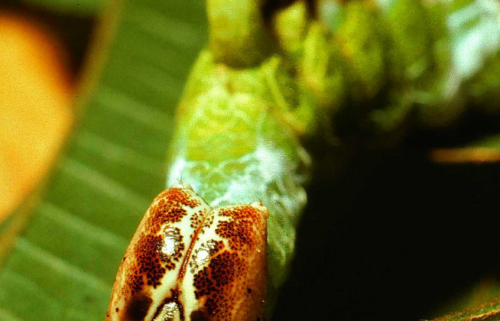 Figura 7. <i>Navarcostes vernieri</i></i> (Notodontidae) tercer estadio, posición frontal cara. Sector San Cristóbal, Sendero Huerta. Voucher 01-SRNP-2090-DHJ62516.jpg.