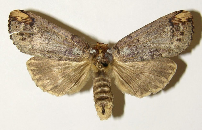 Figura 14. Hembra de <i>Navarcostes vernieri</i></i> (Notodontidae) posición dorsal. Voucher 02-SRNP-16601-DHJ301418.jpg.