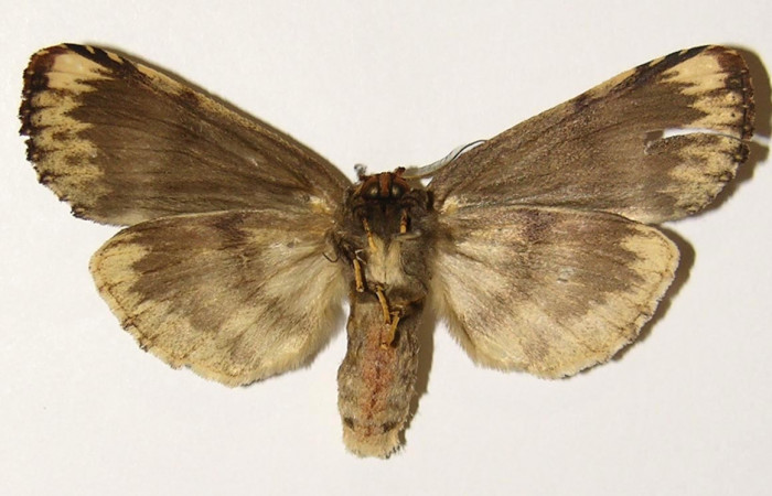 Figura 15. Hembra de <i>Navarcostes vernieri</i></i> (Notodontidae) posición ventral. Voucher 02-SRNP-16601-DHJ301419.jpg.