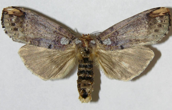 Figura 1. Adulto de <i>Navarcostes vernieri</i></i> (Notodontidae). Vista dorsal. Voucher 02-SRNP-17315-DHJ310716.jpg.