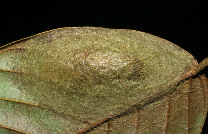 Figura 12. Capullo de <i>Navarcostes vernieri</i></i> (Notodontidae) Sector Pitilla, Pasmompa, Voucher  05-SRNP-32852-DHJ404971.jpg.