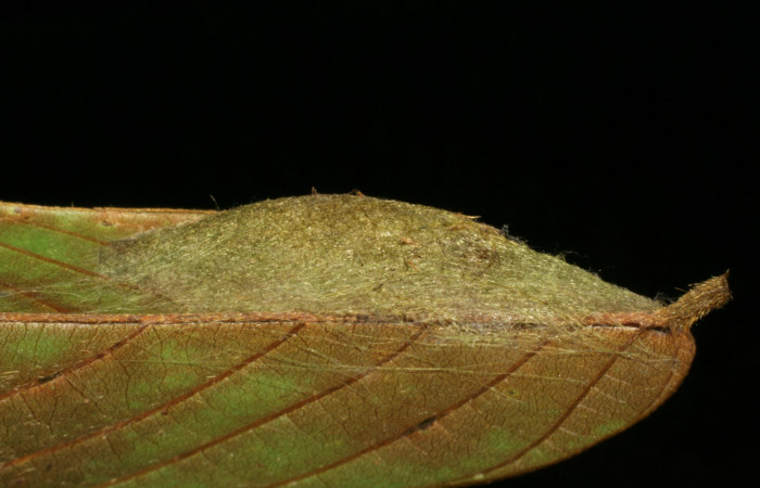 Figura 13. Capullo de <i>Navarcostes vernieri</i></i> (Notodontidae) Sector Pitilla, Pasmompa, Voucher 05-SRNP-32852-DHJ404975.jpg.