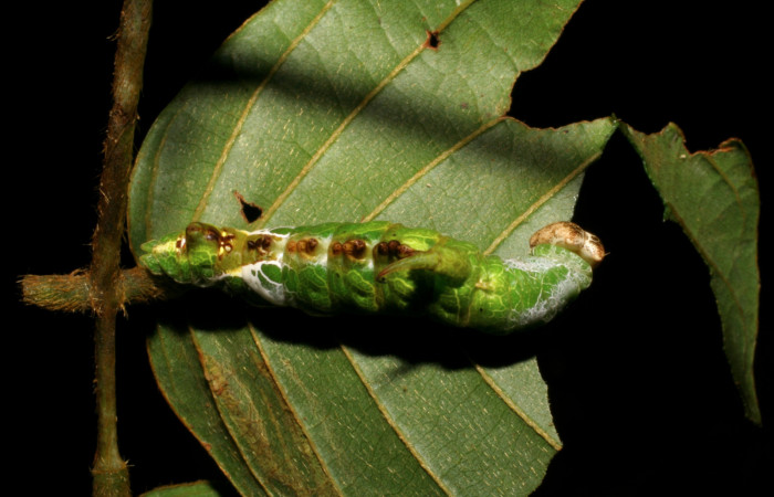 Figura 9. <i>Navarcostes vernieri</i></i> (Notodontidae) último estadio, posición dorsal, Estación Pitilla, Pasmompa. Voucher 05-SRNP-32852-DHJ404978.jpg.