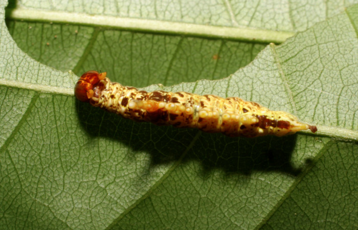 Figura 4. <i>Navarcostes vernieri</i></i> (Notodontidae) tercer estadio, posición dorsal, Brasilia, Moga. Voucher 08-SRNP-65869-DHJ446953.jpg.