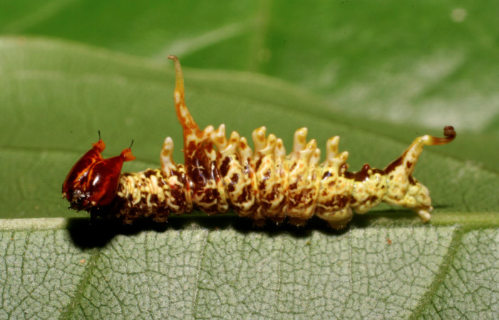 Figura 3. <i>Navarcostes vernieri</i></i> (Notodontidae) tercer estadio, posición lateral, Brasilia, Moga. Voucher 08-SRNP-65869-DHJ446957.jpg.