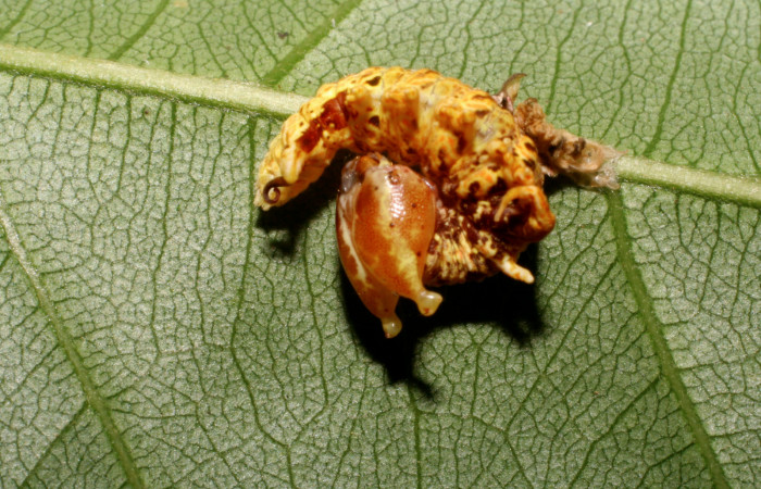 Figura 5. <i>Navarcostes vernieri</i></i> (Notodontidae) tercer estadio, posición dorsal, Brasilia, Moga. Voucher 08-SRNP-65869-DHJ446961.jpg. 