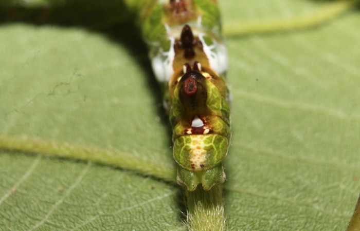Figura 11. <i>Navarcostes vernieri</i></i> (Notodontidae) último estadio, Vista trasera, Estación Botarrama, Palomo. Voucher 13-SRNP-45290-DHJ718171.jpg.