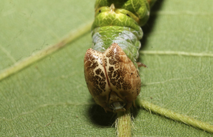Figura 10. <i>Navarcostes vernieri</i></i> (Notodontidae) último estadio, posición frontal, Estación Botarrama, Palomo. Voucher 13-SRNP-45290-DHJ718172.jpg.