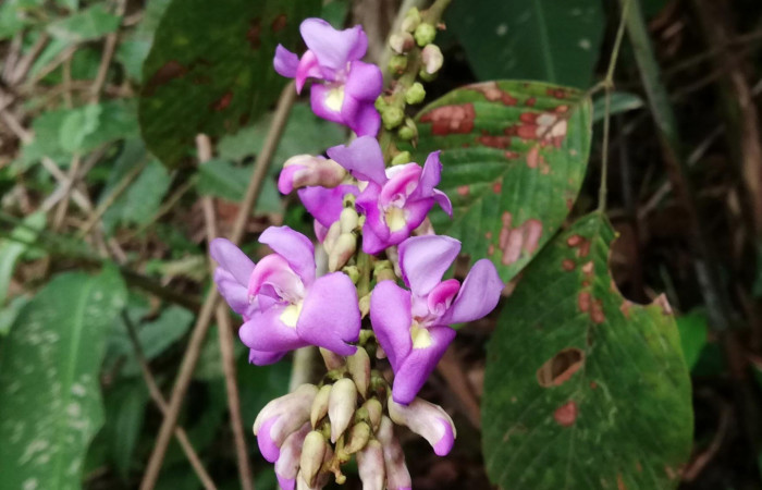 Figura 18. Planta hospedera de <i>Navarcostes vernieri</i></i> (Notodontidae). <i>Dioclea malacocarpa</i></i> (Fabaceae). Potrero Argentina Sector San Cristóbal. Foto. Gloria Sihezar Agosto 2019.