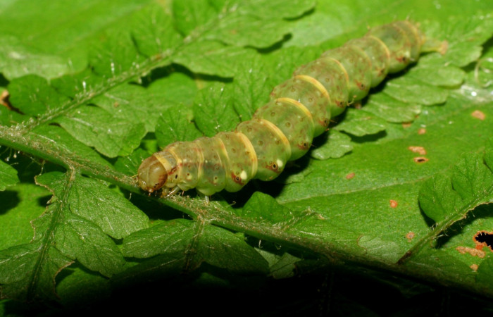 Figura 1. Larva <i>Ipanephis esperanzalis</i></i> (Erebidae), Último estadio posición lateral, mide 35 mm aproximadamente. Planta hospedera <i>Hypolepis repens</i></i> (Dennstaedtiaceae). Voucher: 07-SRNP-3495-DHJ426284.jpg.