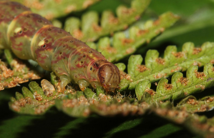 Figura 10. Larva <i>Ipanephis esperanzalis</i></i> (Erebidae), Último estadio posición la cabeza lateral, mide 30 mm aproximadamente. Planta hospedera <i>Hypolepis repens</i></i> (Dennstaedtiaceae). Voucher:19-SRNP-41861-DHJ767802.jpg.
