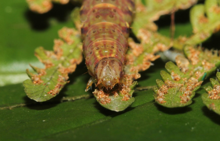 Figura 12. Larva <i>Ipanephis esperanzalis</i></i> (Erebidae), Último estadio posición la cabeza frontal, mide 30 mm aproximadamente. Planta hospedera <i>Hypolepis repens</i></i> (Dennstaedtiaceae). Voucher:19-SRNP-41861-DHJ767804.jpg.