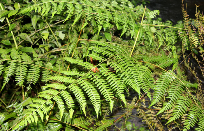 Figura 13. <i>Hypolepis repens</i></i> (Dennstaedtiaceae). planta hospedera de <i>Ipanephis esperanzalis</i></i> (Erebidae).
Foto tomada el 22 octubre 2019, por Jose Perez.