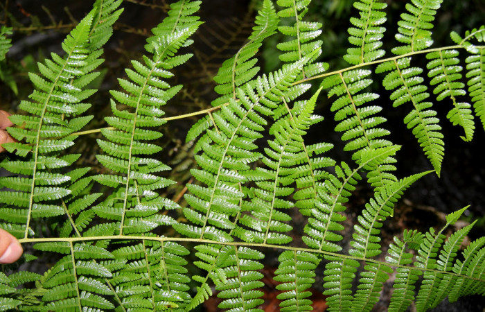 Figura 14. <i>Hypolepis repens</i></i> (Dennstaedtiaceae). planta hospedera de <i>Ipanephis esperanzalis</i></i> (Erebidae).
Foto tomada el 22 octubre 2019, por Jose Perez.