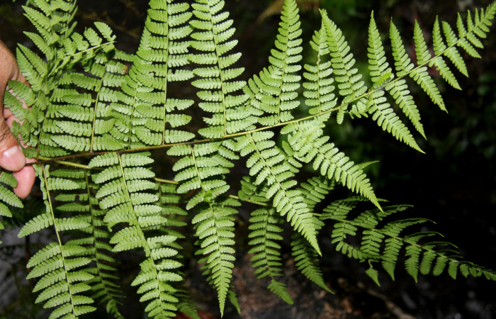 Figura 15. <i>Hypolepis repens</i></i> (Dennstaedtiaceae). planta hospedera de <i>Ipanephis esperanzalis</i></i> (Erebidae).
Foto tomada el 22 octubre 2019, por Jose Perez.