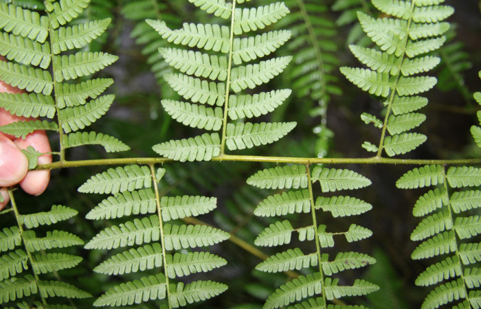 Figura 16. <i>Hypolepis repens</i></i> (Dennstaedtiaceae). planta hospedera de <i>Ipanephis esperanzalis</i></i> (Erebidae).
Foto tomada el 22 octubre 2019, por Jose Perez.