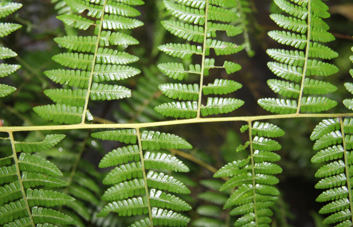Figura 17. <i>Hypolepis repens</i></i> (Dennstaedtiaceae). planta hospedera de <i>Ipanephis esperanzalis</i></i> (Erebidae).
Foto tomada el 22 octubre 2019, por Jose Perez.