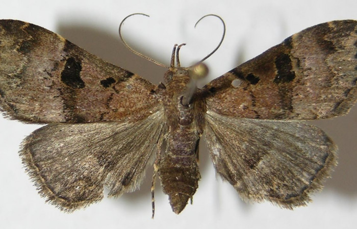 Figura 18. Adulto <i>Ipanephis esperanzalis</i></i> (Erebidae). 09-SRNP-42768-DHJ522186.