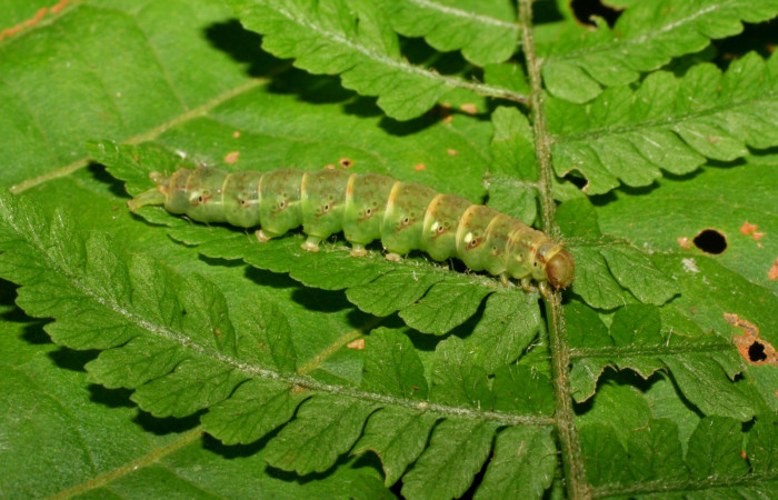 Figura 2. Larva <i>Ipanephis esperanzalis</i></i> (Erebidae), Último estadio posición lateral, mide 35 mm aproximadamente. Planta hospedera <i>Hypolepis repens</i></i> (Dennstaedtiaceae). Voucher: 07-SRNP-3495-DHJ426287.jpg.