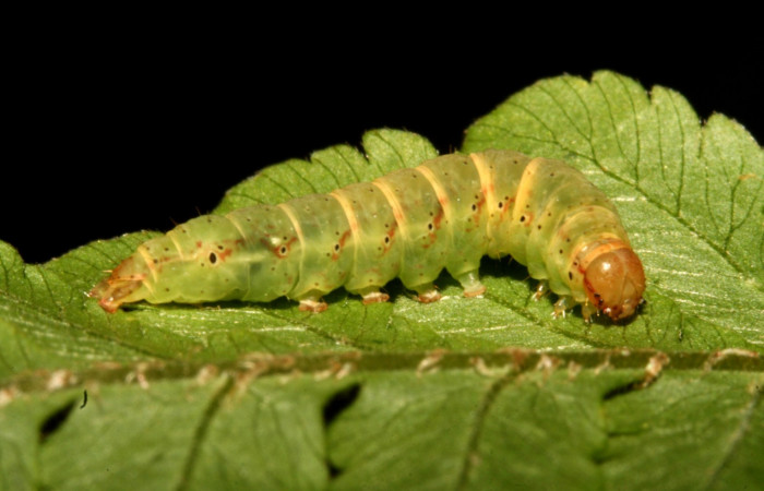 Figura 3. Larva <i>Ipanephis esperanzalis</i></i> (Erebidae), Último estadio posición lateral, mide 35 mm aproximadamente. Planta hospedera <i>Hypolepis repens</i></i> (Dennstaedtiaceae). Voucher: 11-SRNP-40710-DHJ482744.jpg.