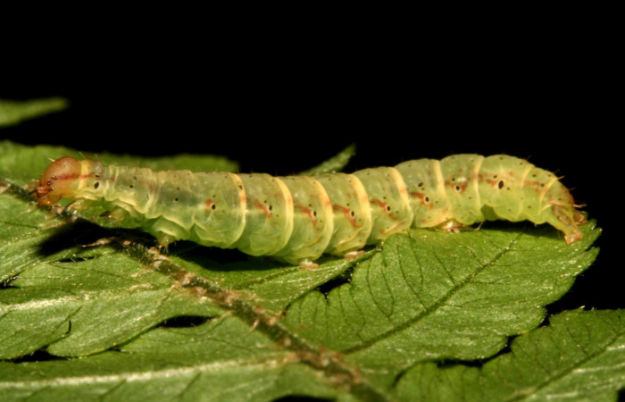 Figura 4. Larva <i>Ipanephis esperanzalis</i></i> (Erebidae), Último estadio posición lateral, mide 35 mm aproximadamente. Planta hospedera <i>Hypolepis repens</i></i> (Dennstaedtiaceae). Voucher: 11-SRNP-40710-DHJ482747.jpg.