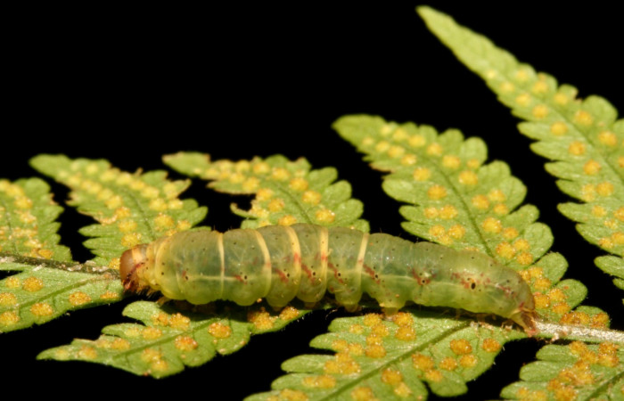Figura 5. Larva <i>Ipanephis esperanzalis</i></i> (Erebidae), Último estadio posición lateral, mide 35 mm aproximadamente. Planta hospedera <i>Hypolepis repens</i></i> (Dennstaedtiaceae). Voucher:11-SRNP-42419-DHJ483295.jpg.