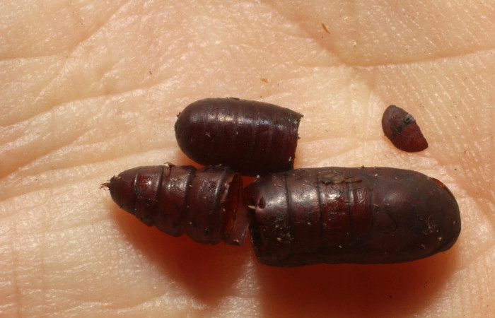 Figura 6. Pupa de parásito eclosionado, <i>Winthemia aureonigra</i></i> familia Tachinidae, posicion dorsal natural, 11-SRNP-26178-DHJ803900.jpg.