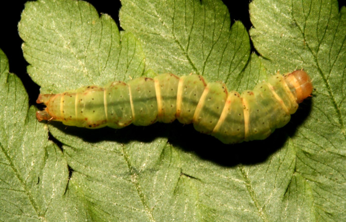 Figura 7. Larva <i>Ipanephis esperanzalis</i></i> (Erebidae), Último estadio posición dorsal, mide 35 mm aproximadamente. Planta hospedera <i>Hypolepis repens</i></i> (Dennstaedtiaceae). Voucher:11-SRNP-40710-DHJ482743.jpg.