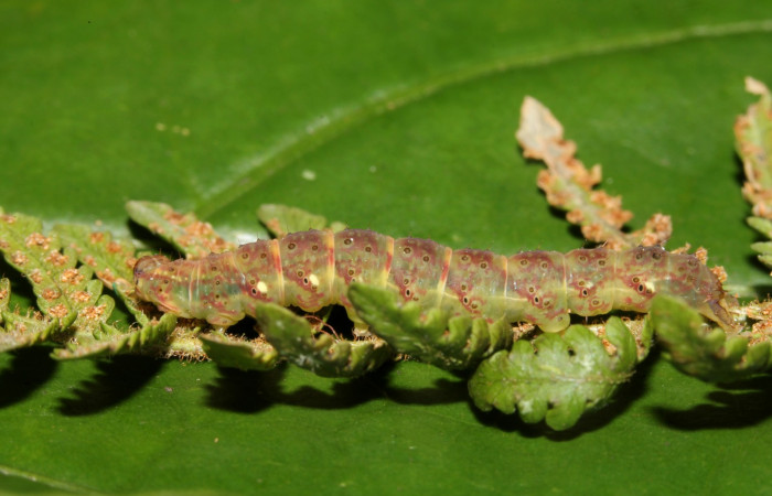 Figura 8. Larva <i>Ipanephis esperanzalis</i></i> (Erebidae), Último estadio posición lateral, mide 30 mm aproximadamente. Planta hospedera <i>Hypolepis repens</i></i> (Dennstaedtiaceae). Voucher:19-SRNP-41861-DHJ767799.jpg.