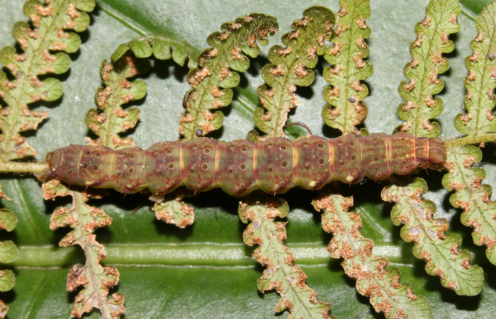 Figura 9. Larva <i>Ipanephis esperanzalis</i></i> (Erebidae), Último estadio posición dorsal, mide 30 mm aproximadamente. Planta hospedera <i>Hypolepis repens</i></i> (Dennstaedtiaceae). Voucher:19-SRNP-41861-DHJ767801.jpg.
