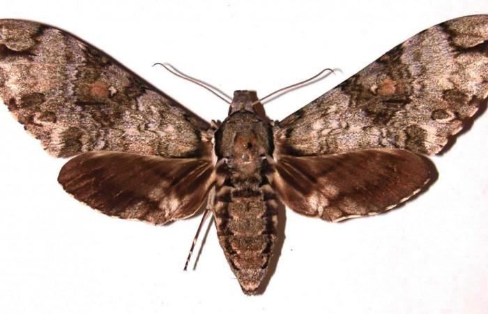 Figura 14. Adulto <i>Manduca Florestan</i></i> (Sphingidae) vista dorsal. (01-SRNP-4485-DHJ37798 ).