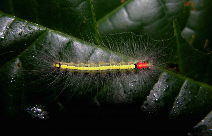 Figura. 11 Larva <i>Olceclostera</i></i> Janzen02 (Apatelodidae), posición dorsal alimentándose en Callichlamys latifolia (Bignoniaceae). (03-SRNP-7841-DHJ400861.jpg).